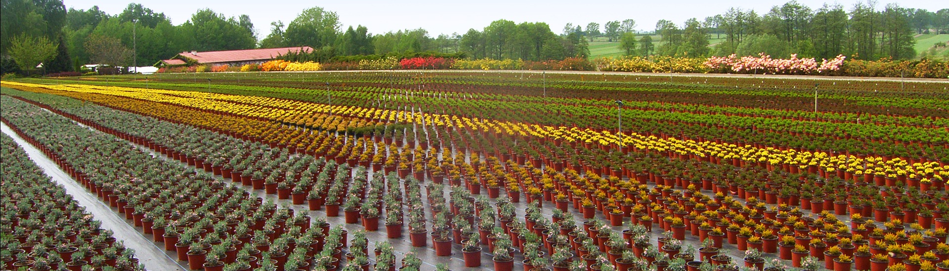Kwekerij van ericaceous planten, producent van zaailingen van ericaceous planten, Japanse azalea's, Polen