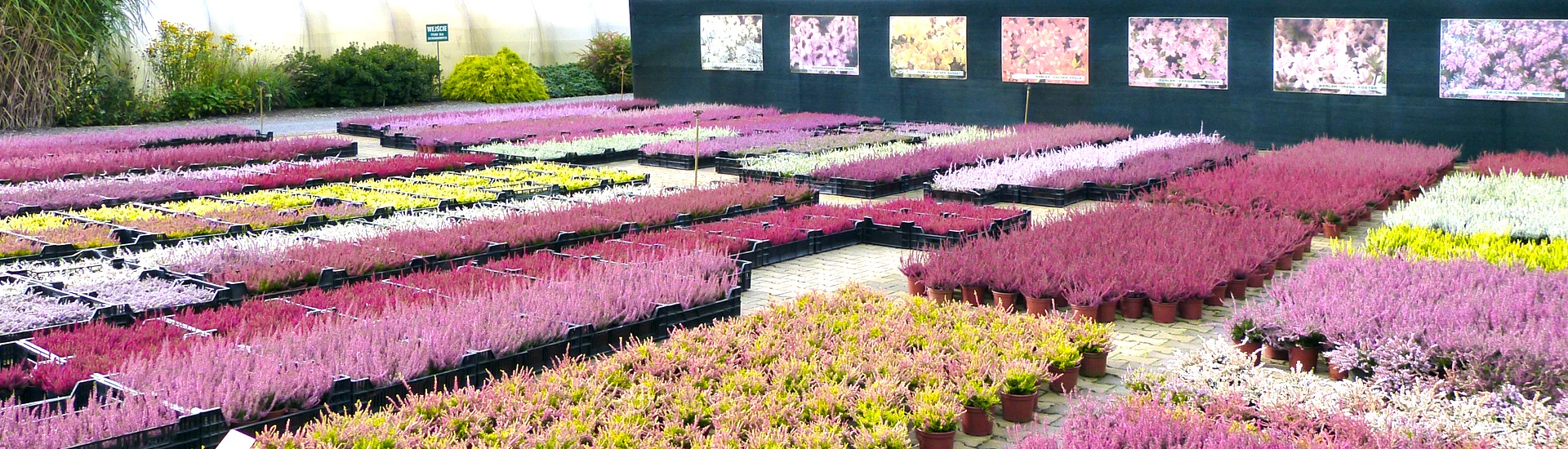 Kwekerij van ericaceous planten, producent van zaailingen van ericaceous planten, Japanse azalea's, Polen