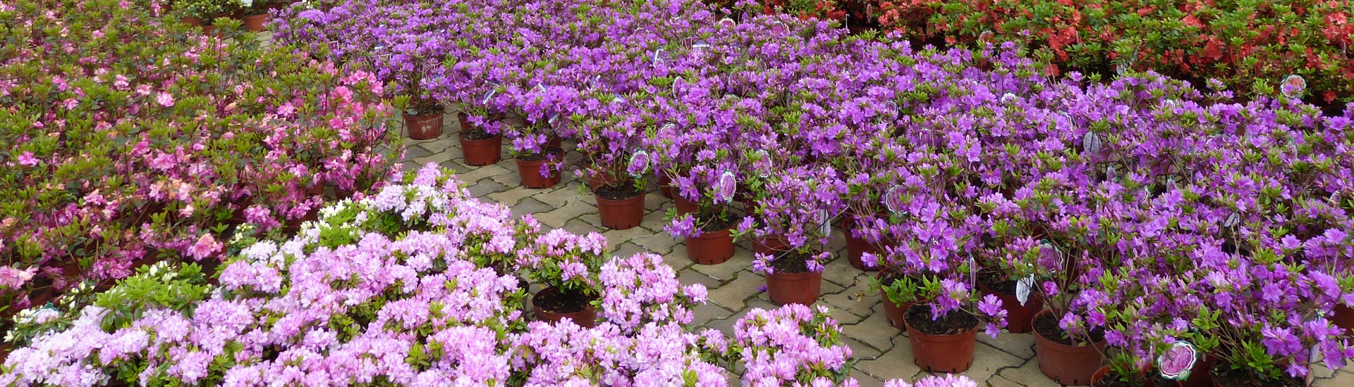 Kwekerij van ericaceous planten, producent van zaailingen van ericaceous planten, Japanse azalea's, Polen