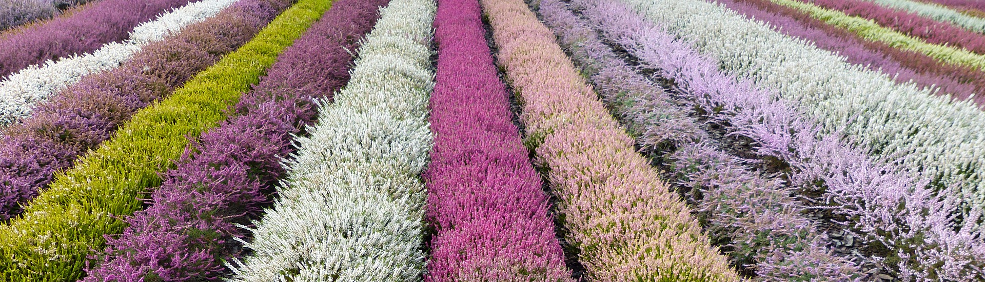 Kwekerij van ericaceous planten, producent van zaailingen van ericaceous planten, Japanse azalea's, Polen