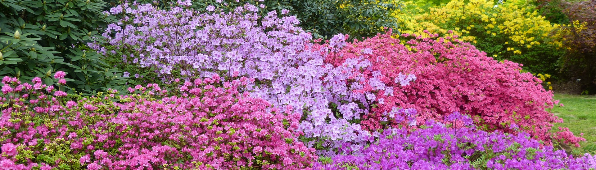 Kwekerij van ericaceous planten, producent van zaailingen van ericaceous planten, Japanse azalea's, Polen