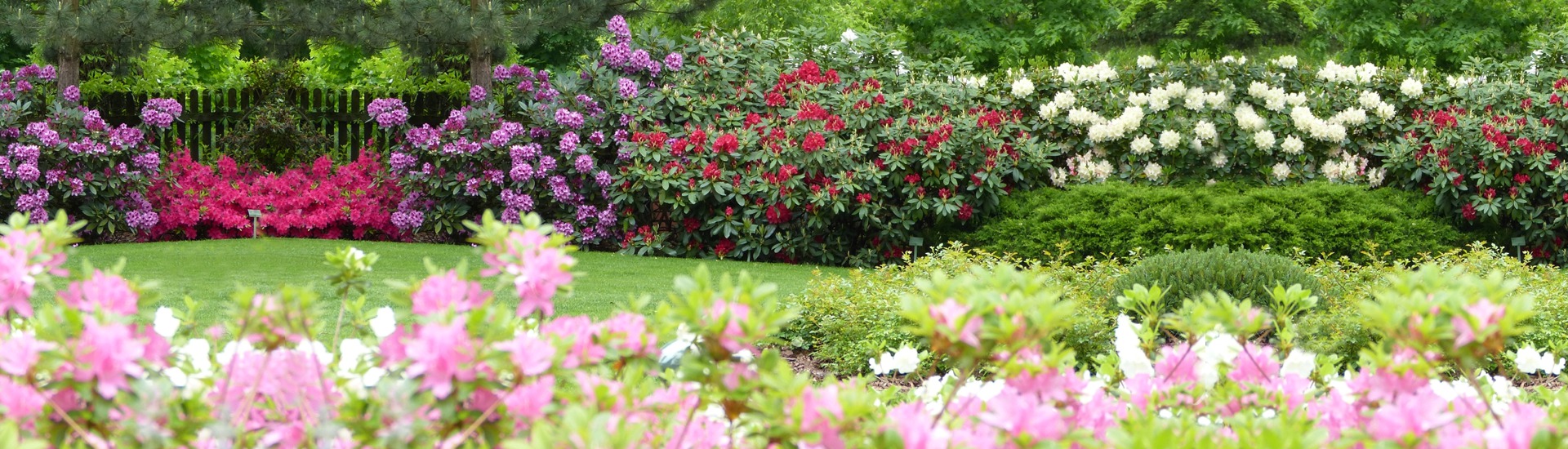 Kwekerij van ericaceous planten, producent van zaailingen van ericaceous planten, Japanse azalea's, Polen